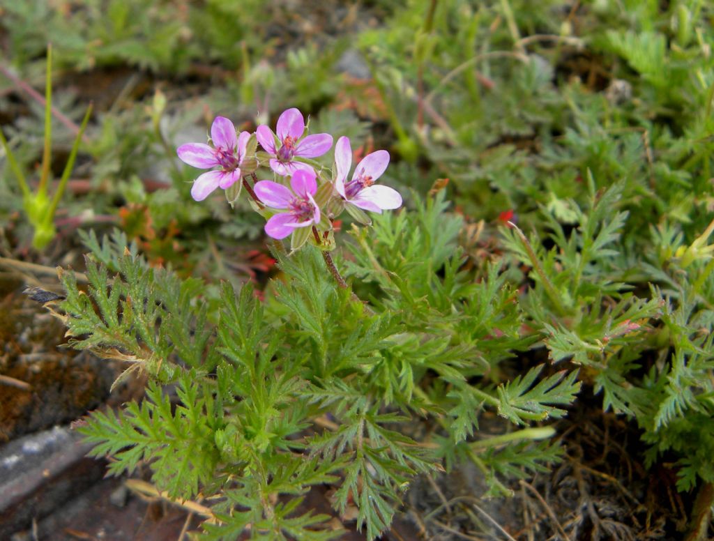 Erodium cicutarium